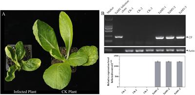 Correlation Analysis of Expression Profile and Quantitative iTRAQ-LC-MS/MS Proteomics Reveals Resistance Mechanism Against TuMV in Chinese Cabbage (Brassica rapa ssp. pekinensis)